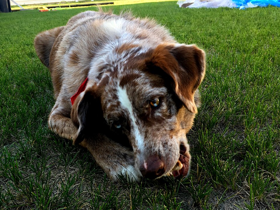 Nothing Like a Good Bone to Gnaw On
