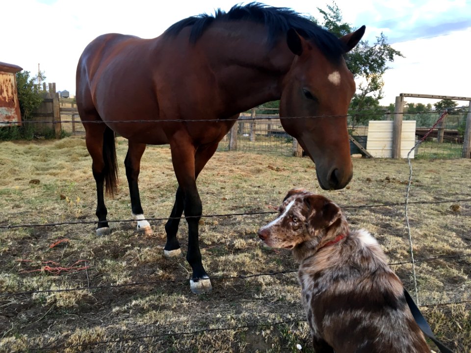 Just a Big Brown Dog!