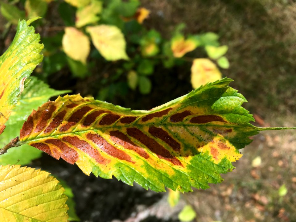 Leaf It Above
