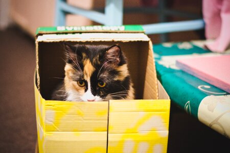 Cat box predator