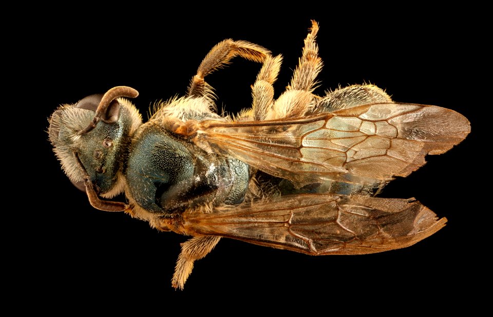Chile species 8, f, back, Chile 2018-07-16-11.18