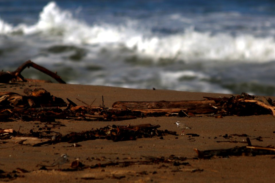 A banded western snowy plover at Monterey State Beach.