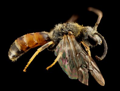 Lasioglossum albipes, m, france, sie 2014-11-02-00.52.45 ZS PMax