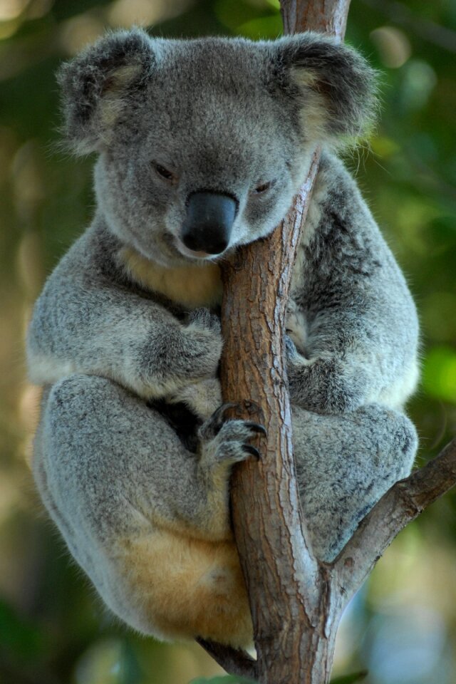 Koala koala bear rest