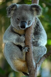 Koala koala bear rest