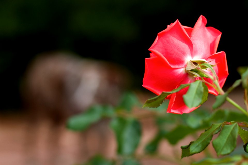 A Rose Channels a Dog