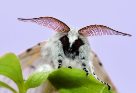 Moth moth cerura vinula fork tail