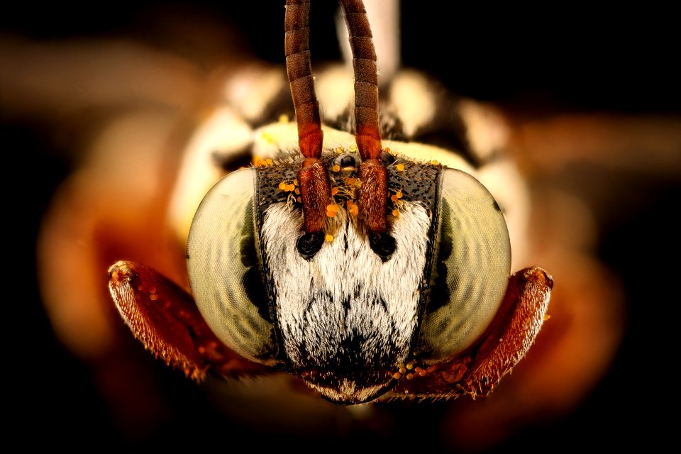 Triepeolus sp101, m, face, Cochise Co., AZ 2016-09-30-18.01