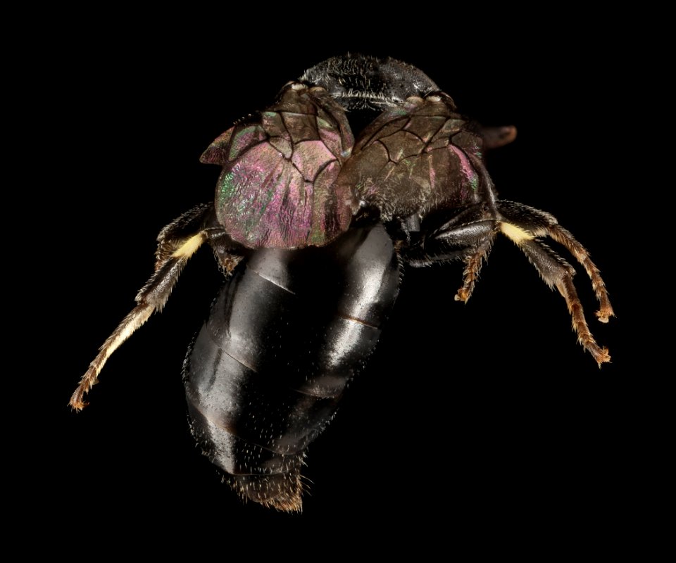 Hylaeus sp, F, Back, Puerto Rico, Yauco 2015-01-30-15.47.33 ZS PMax