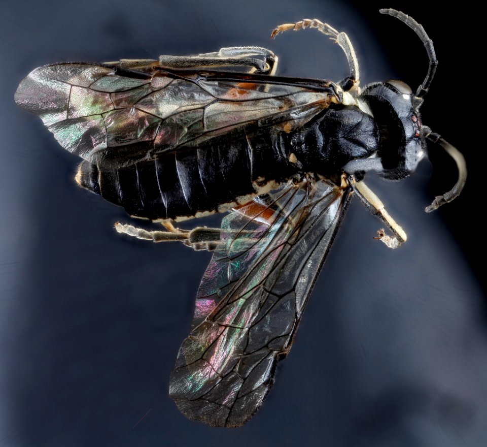 Symphyta, U, back, Wyoming, Park County 2013-02-06-14.57.20 ZS PMax