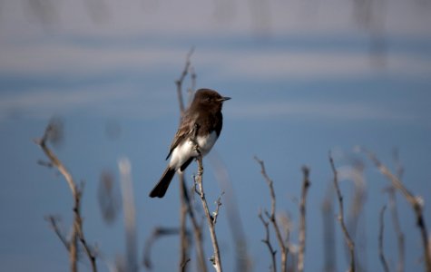 Black phoebe photo