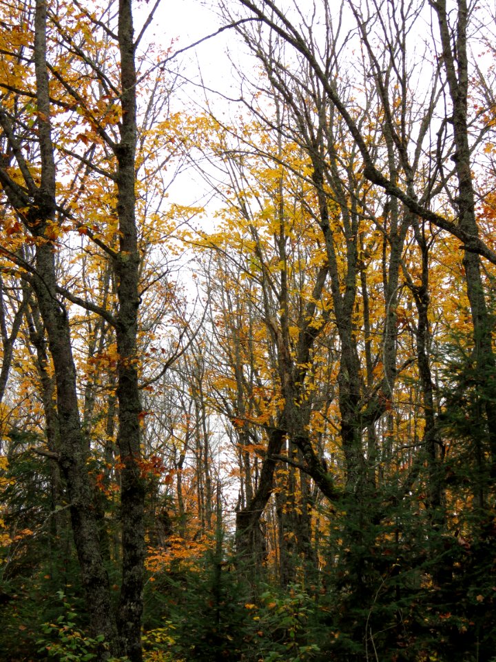 170927-FS-Superior-SAR-some bare trees
