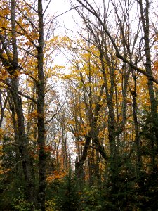 170927-FS-Superior-SAR-some bare trees