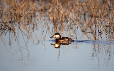 Ruddy duck photo