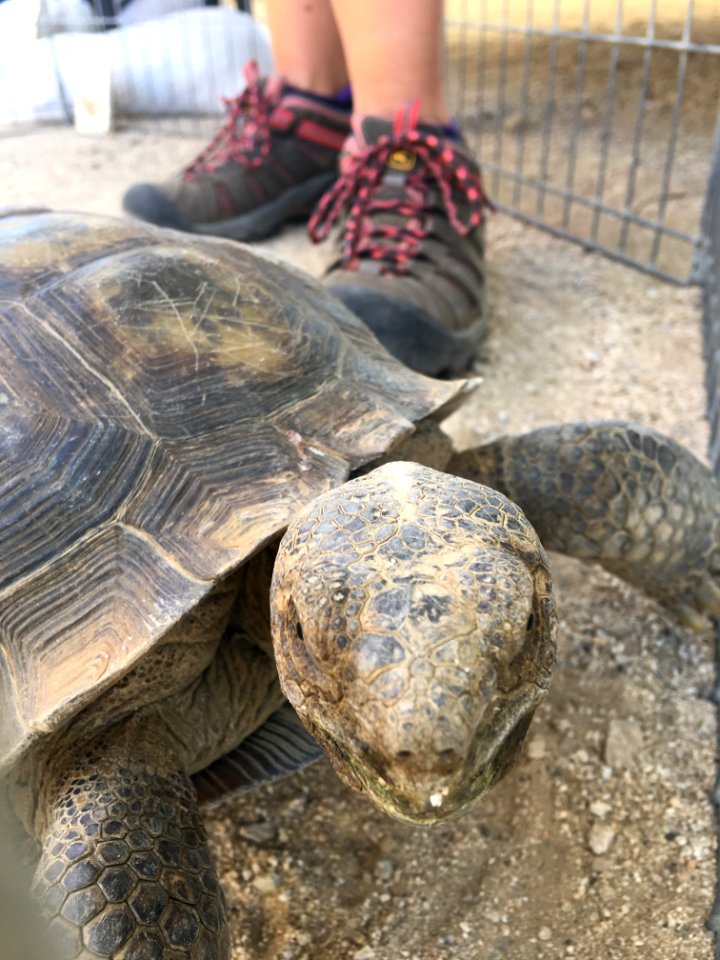 Desert Tortoise Awareness Day 2018