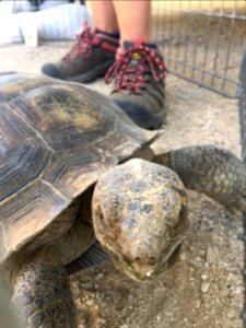 Desert Tortoise Awareness Day 2018