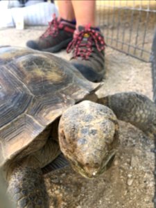 Desert Tortoise Awareness Day 2018 photo