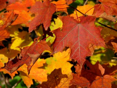 Leaf on leaves