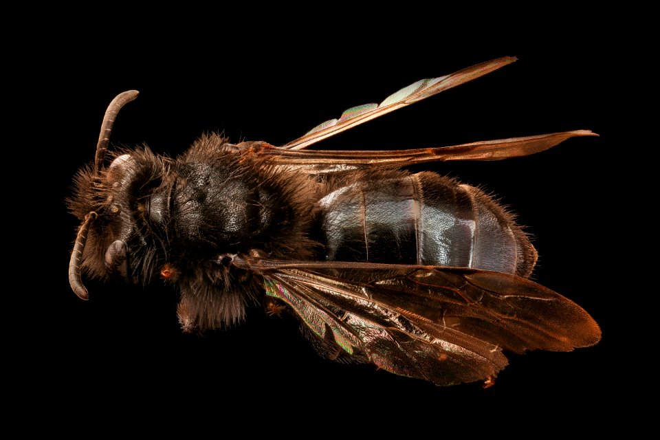 Andrena vanduzeei, f, back, Mariposa, CA 2017-06-01-13.03