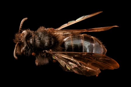 Andrena vanduzeei, f, back, Mariposa, CA 2017-06-01-13.03
