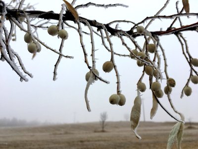 Pods Alive