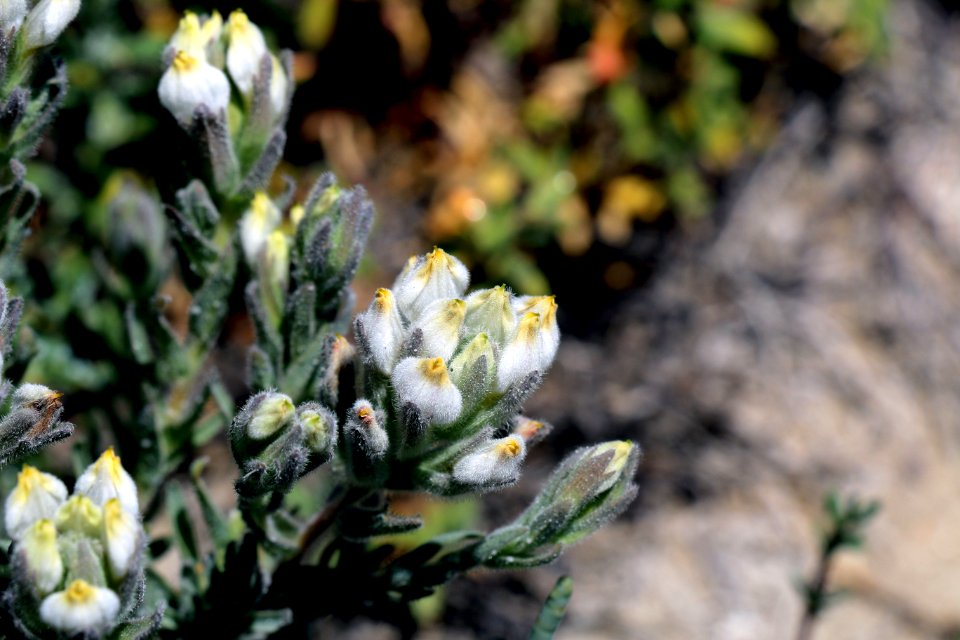 Endangered salt marsh bird's beak in Orange County
