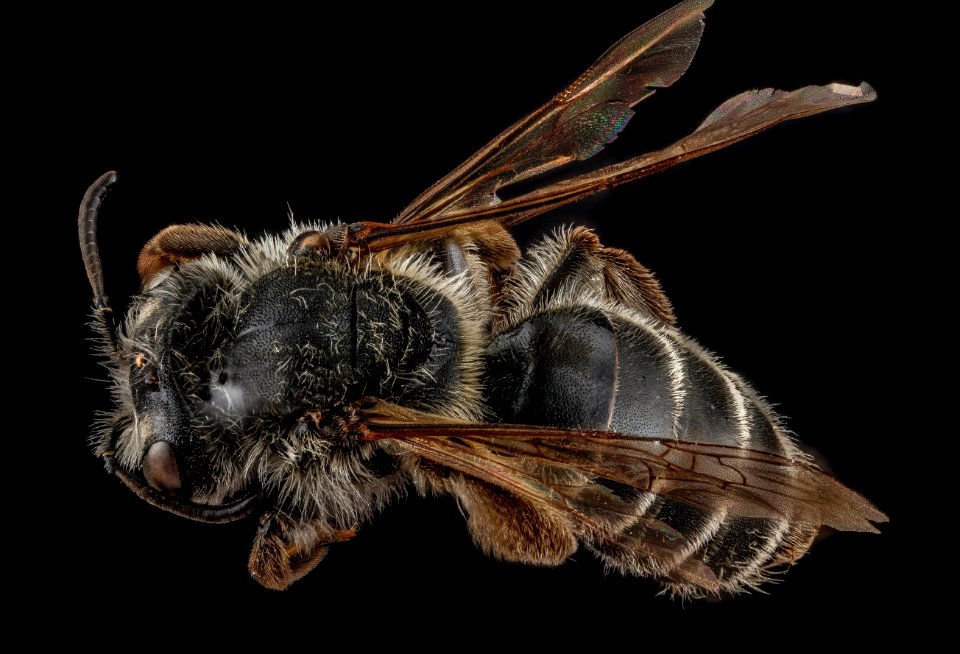 Andrena pallidiscopa, female, back 2012-08-08-16.58.38 ZS PMax photo