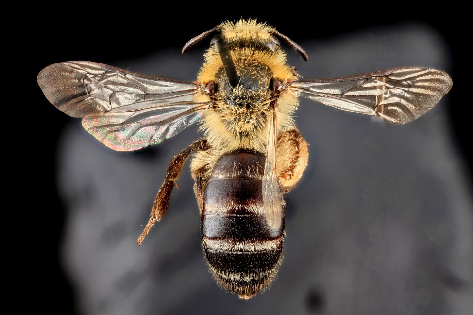 Andrena asteris, F, Back, Hamsphire Co. W. VA 2013-05-28-11.49