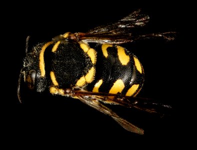 Anthidiellum ehrhorni, f, back, Cochise Co. AZ 2016-10-20-14.05