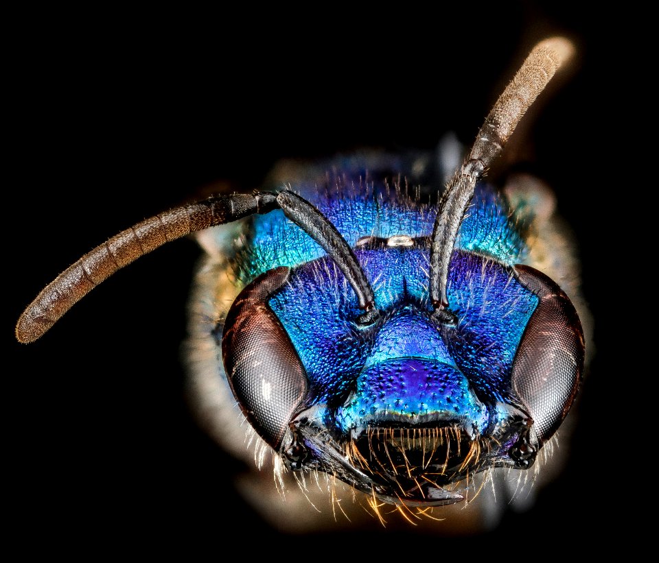 Augochlora regina, U, face, Dominican Republic 2012-09-27-11.03.26 ZS PMax