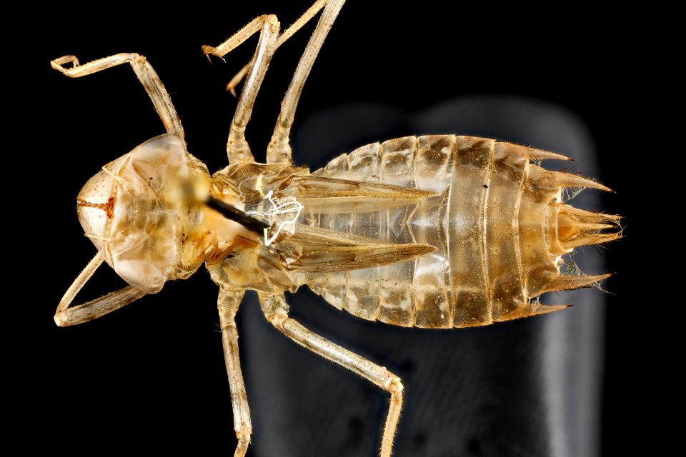 Tramea carolina, back, Maryland, Calvert County 2013-01-17-19.40.53 ZS PMax