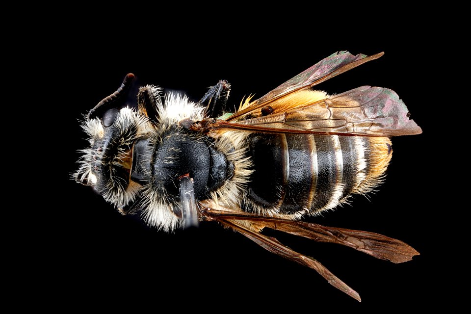 Andrena-gardineri,-female,-back 2012-07-02-15.55.26-ZS-PMax
