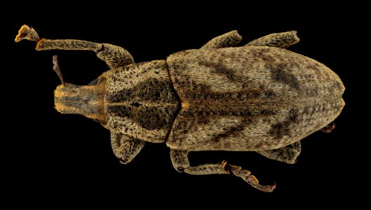 Cleonus piger, U, Back, Lake Michigan 2014-01-17-10.59.26 ZS PMax