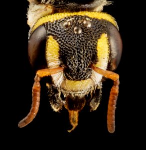 Hypanthidioides arenaria, f, face, brazil 2014-08-06-06.12.01 ZS PMax photo