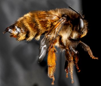 Anthophora plumipes, F, Right side, N.A 2013-04-19-14.20.59 ZS PMax photo