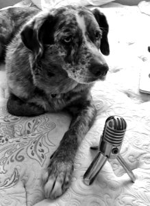 Welcome to My Dogcast...