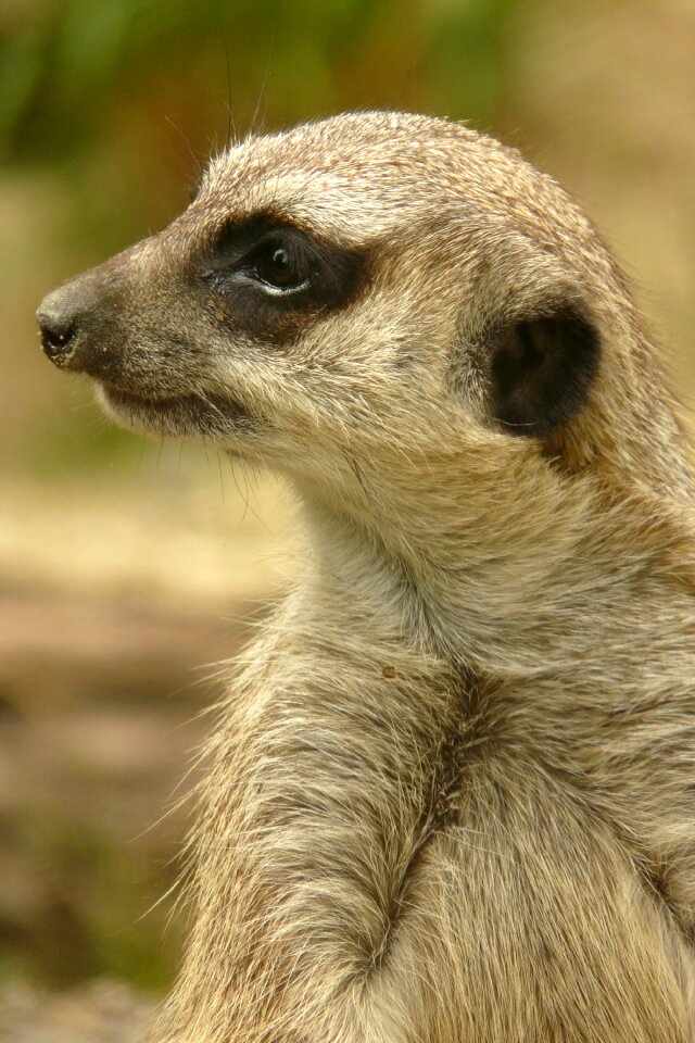 Watch nature zoo