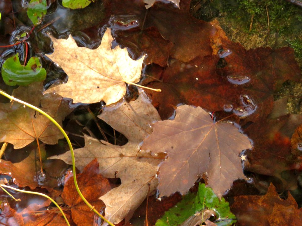 171004-FS-Superior-SAR-twofloatingleaves
