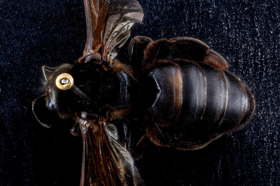 Dieunomia heteropoda, female, top, Anne Arundel County 2012-10-02-15.20.30 ZS PMax