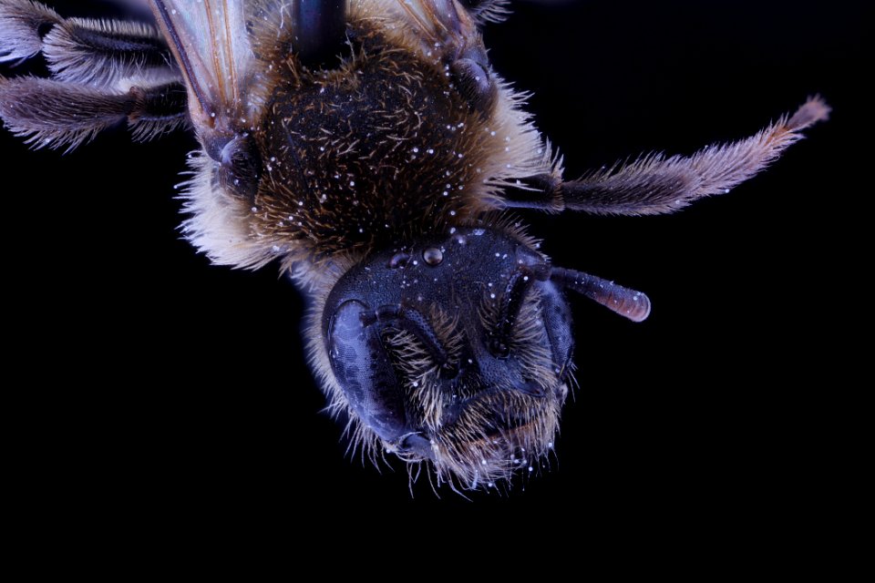 Dufourea marginata, female, face clean
