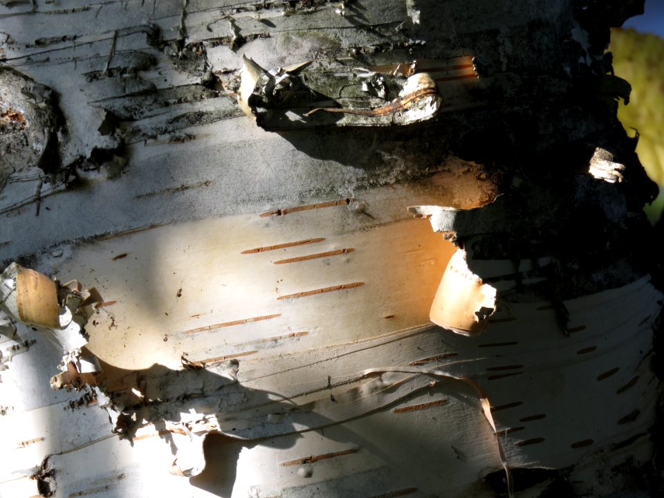 Birch bark