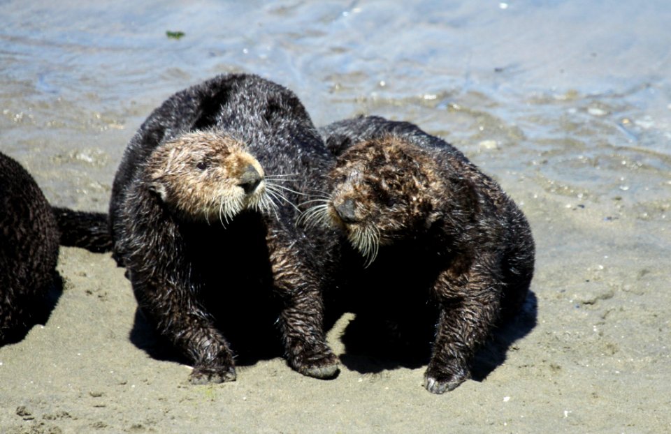 Social southern sea otters