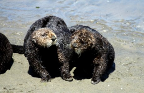 Social southern sea otters