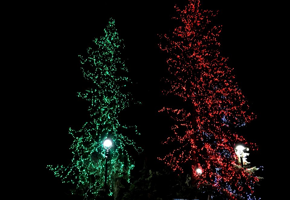 2019/365/25 Night Trees