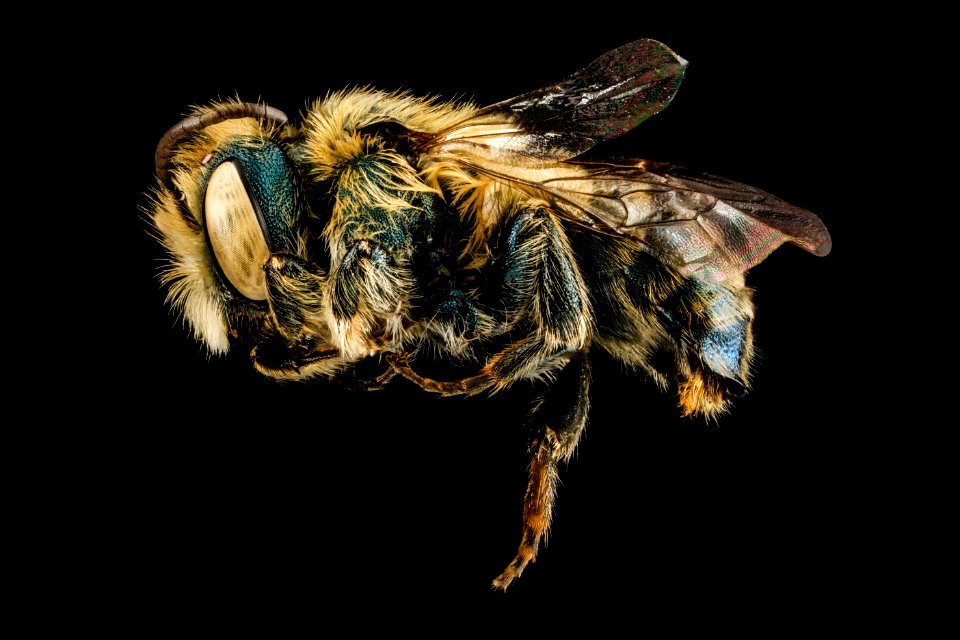 Osmia sandhouseae, U, side, Georgia, Camden County 2013-01-16-15.28.44 ZS PMax