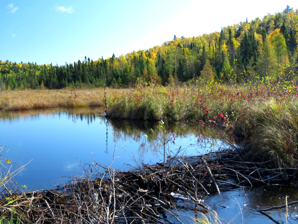 171004-FS-Superior-SAR-beaverdam