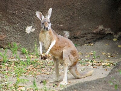 Wildlife aussie zoo