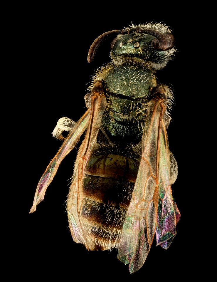Lasioglossum abundipunctum, F, Back, WY, Lincoln County 2014-06-06-12.07