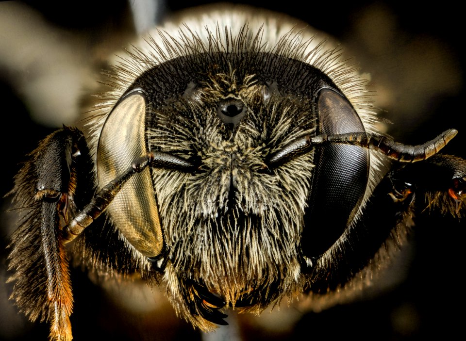 Lithurgus scabrosus, F, face, maui, hi 2014-05-01-17.49.25 ZS PMax