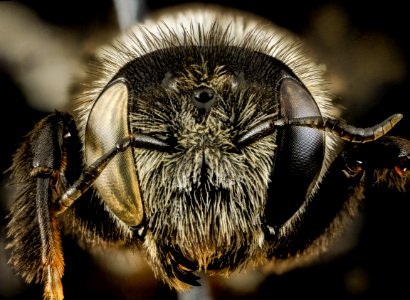 Lithurgus scabrosus, F, face, maui, hi 2014-05-01-17.49.25 ZS PMax